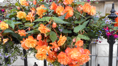 Begonias in London