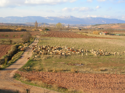 Camino de Santiago