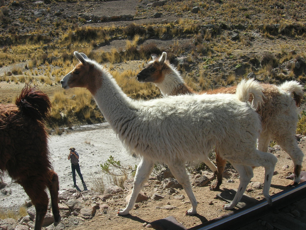 Lamas