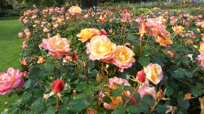 Regents Park in London