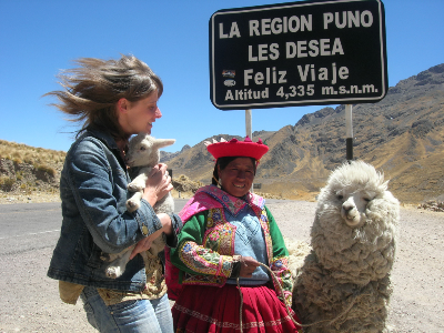 Peru, lamas