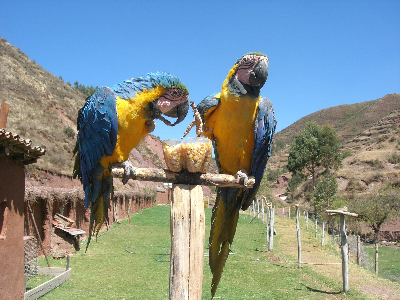 Peru, parrots